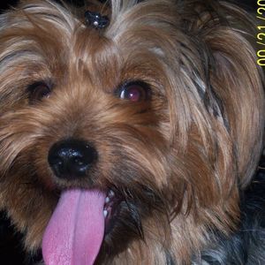 Meet your Posher, Annette